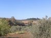 olive_cultivation_5.jpg
